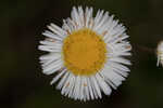 Oakleaf fleabane